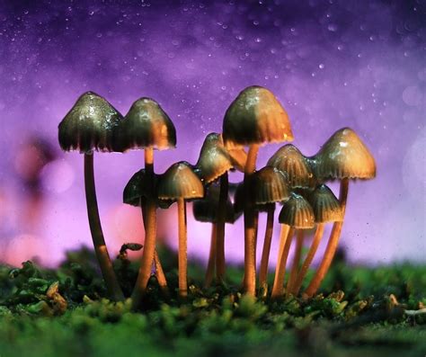 Exploring the Different Types of Magic Mushrooms on Etsy